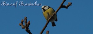 Blaumeise Fritzi auf Brautschau FB Banner Blaumeise Fritzi auf Brautschau FB Banner