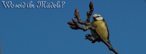 Blaumeise Fritzi sucht Mädel FB Banner Blaumeise Fritzi sucht Mädel FB Banner