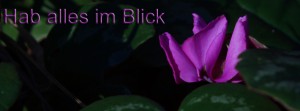 Hab alles im Blick FB Banner Hab alles im Blick FB Banner