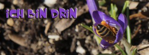 Ich bin drin Biene FB Banner Ich bin drin Biene FB Banner
