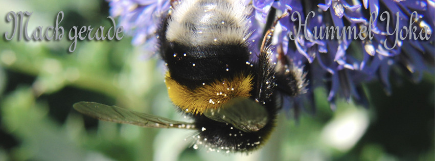 Mache gerade Hummel Yoka FB Banner Mache gerade Hummel Yoka FB Banner