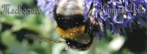 Mache gerade Hummel Yoka FB Banner Mache gerade Hummel Yoka FB Banner