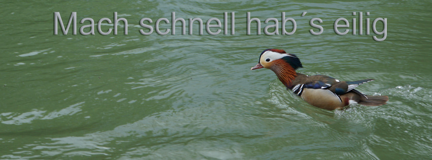 Mach schnell habs eilig FB Banner Mach schnell habs eilig FB Banner