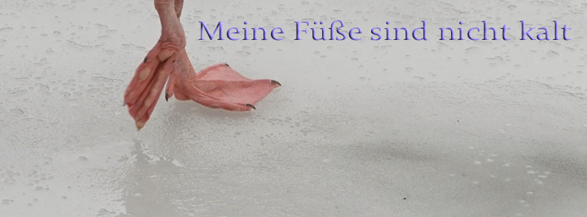 Meine Füße sind nicht kalt FB Banner Meine Füße sind nicht kalt FB Banner
