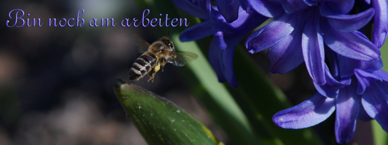 Münchner Biene am arbeiten FB Banner Münchner Biene am arbeiten FB Banner