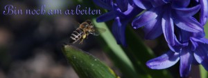 Münchner Biene am arbeiten FB Banner Münchner Biene am arbeiten FB Banner