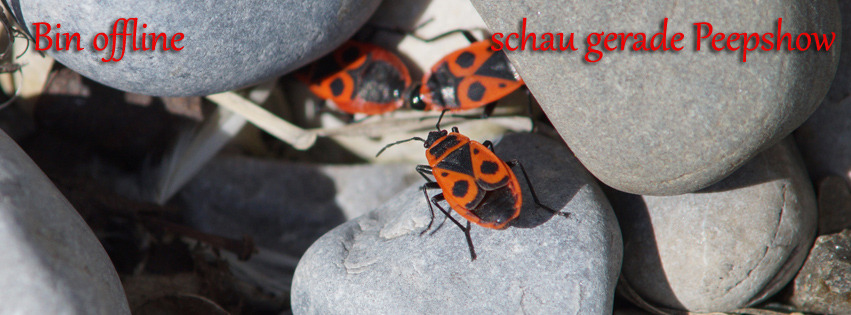 Offline Feuerwanzen-Peepshow FB Banner Offline Feuerwanzen-Peepshow FB Banner