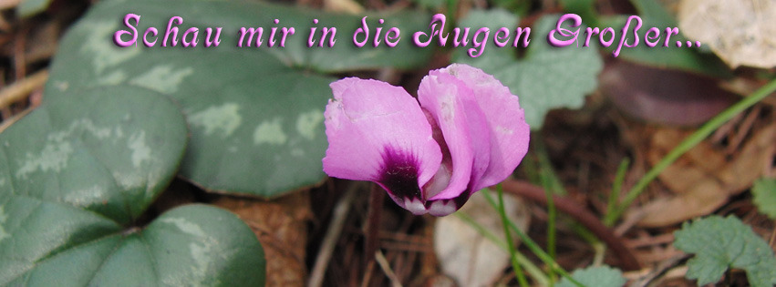 Schau mir in die Augen Großer FB Banner Schau mir in die Augen Großer FB Banner