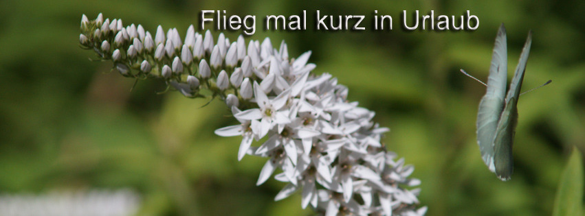 Schmetterling fliegt mal in Urlaub FB Banner Schmetterling fliegt mal in Urlaub FB Banner