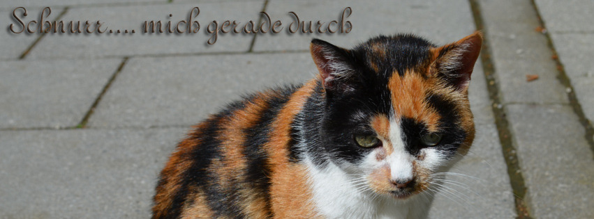 Schnurr mich gerade durch FB Banner Schnurr mich gerade durch FB Banner