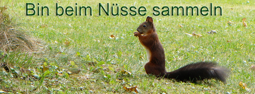 Nüße Sammeln FB Banner Nüße Sammeln FB Banner