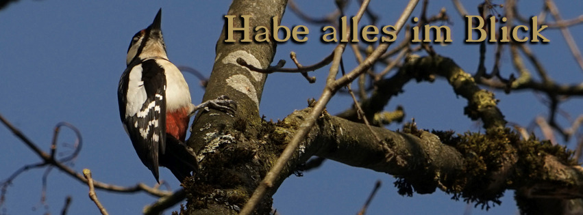 Specht hat alles im Blick FB Banner Specht hat alles im Blick FB Banner