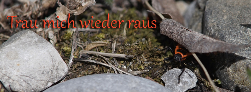 Trau mich wieder raus Feuerwanze FB Banner Trau mich wieder raus Feuerwanze FB Banner