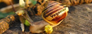 Veganer Schnecke FB Banner Veganer Schnecke FB Banner