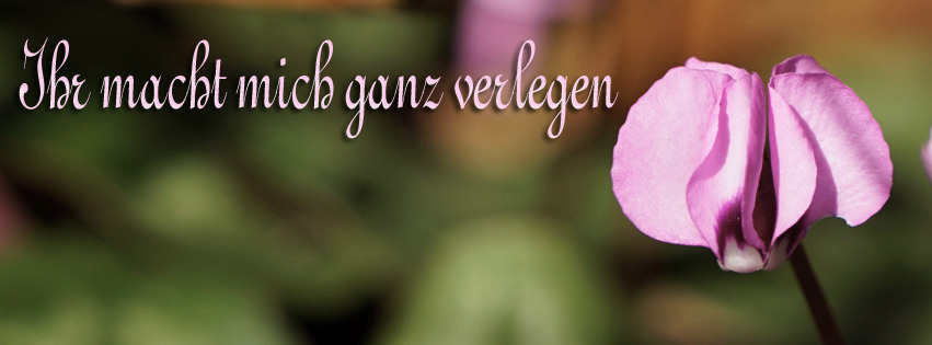 Verlegenes Alpenveilchen FB Banner Verlegenes Alpenveilchen FB Banner