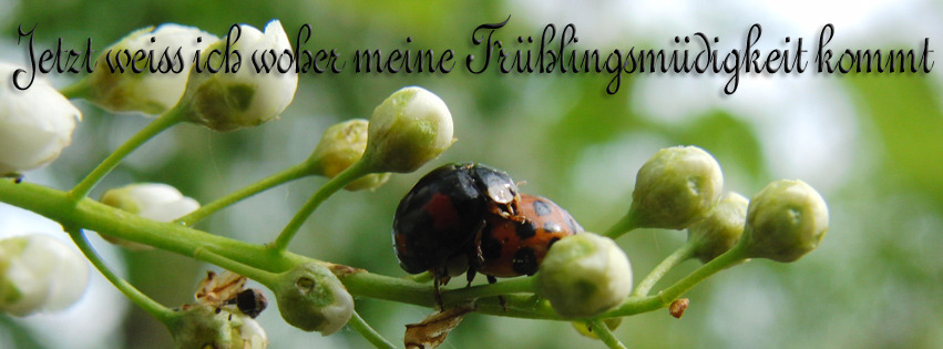 Weiß jetzt woher meine Frühjahrsmüdigkeit kommt FB Banner Weiß jetzt woher meine Frühjahrsmüdigkeit kommt FB Banner
