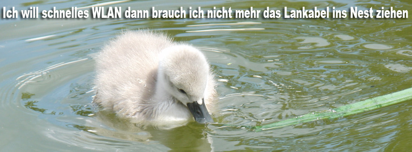 Wlan Kücken FB Banner Wlan Kücken FB Banner