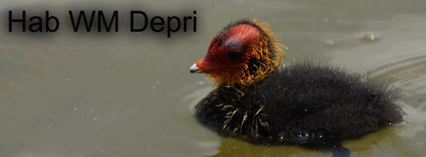 WM Depri FB Banner WM Depri FB Banner