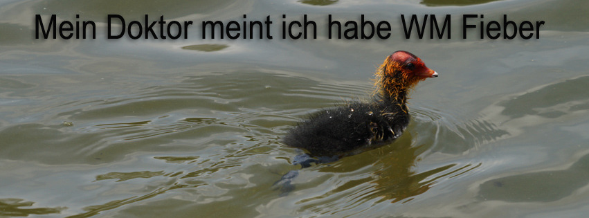 WM Küken Fieber FB Banner WM Küken Fieber FB Banner