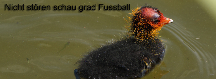 WM Küken nicht Stören FB Banner WM Küken nicht Stören FB Banner