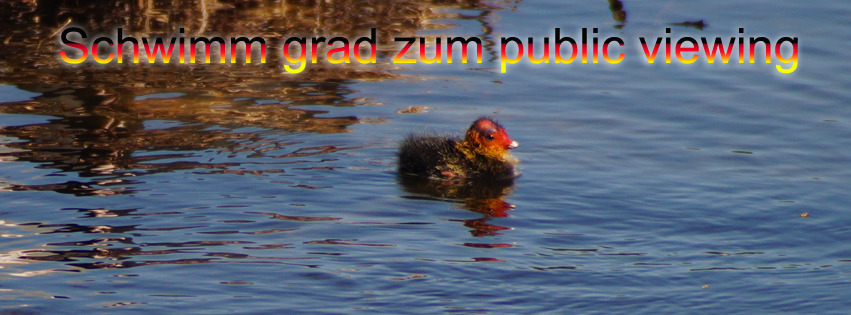 WM-Küken unterwegs FB Banner WM-Küken unterwegs FB Banner