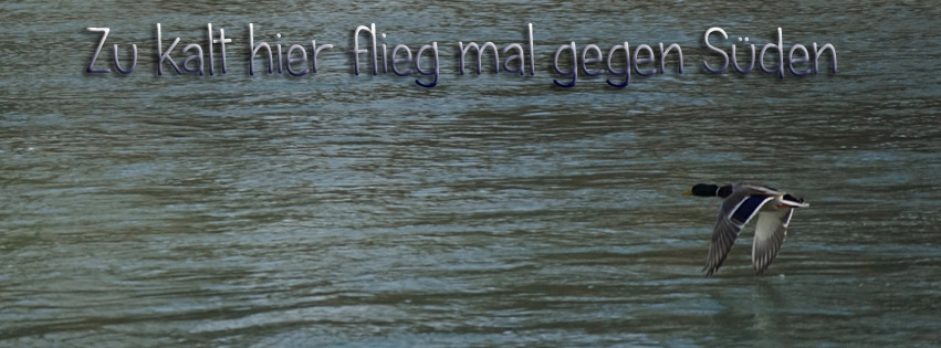 Zu kalt flieg mal gegen Süden FB Banner Zu kalt flieg mal gegen Süden FB Banner