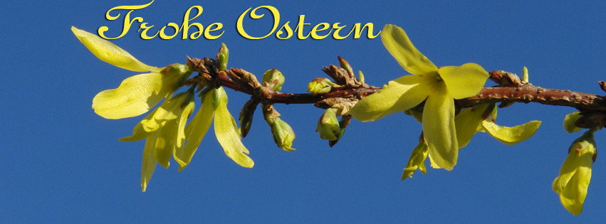 Forsythie Ostergrüße FB Banner Forsythie Ostergrüße FB Banner