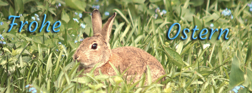 Frohe Ostern Hase FB Banner Frohe Ostern Hase FB Banner