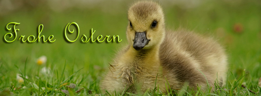 Frohe Ostern Küken FB Banner  Frohe Ostern Küken FB Banner