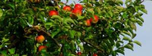 Apfelbaumzweig FB-Banner Apfelbaumzweig FB-Banner