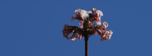 Bodnant-Schneeball Blüte FB-Banner Bodnant-Schneeball Blüte FB-Banner