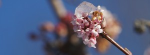 Bodnant-Schneeball Blüte mit Eis FB-Banner Bodnant-Schneeball Blüte mit Eis FB-Banner