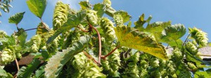 Hopfenbanner-blauer-Himmel FB-Banner Hopfenbanner-blauer-Himmel FB-Banner