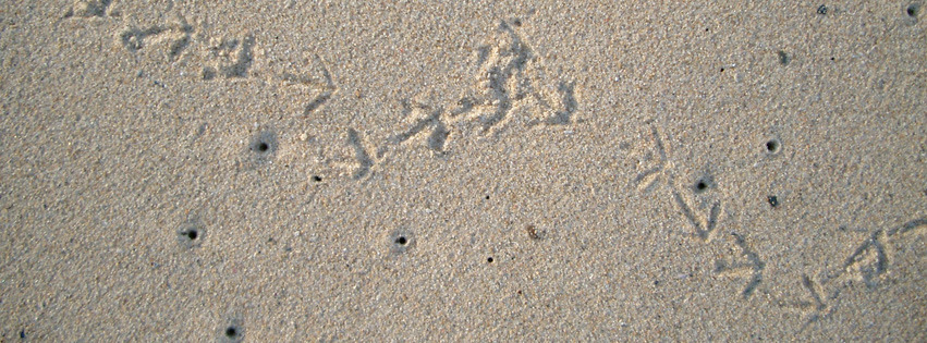 Vogelspuren-im-Sand FB-Banner Vogelspuren-im-Sand FB-Banner