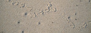 Vogelspuren-im-Sand FB-Banner