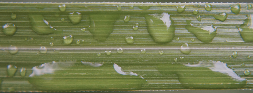 Wassertropfen auf Gras FB-Banner Wassertropfen auf Gras FB-Banner