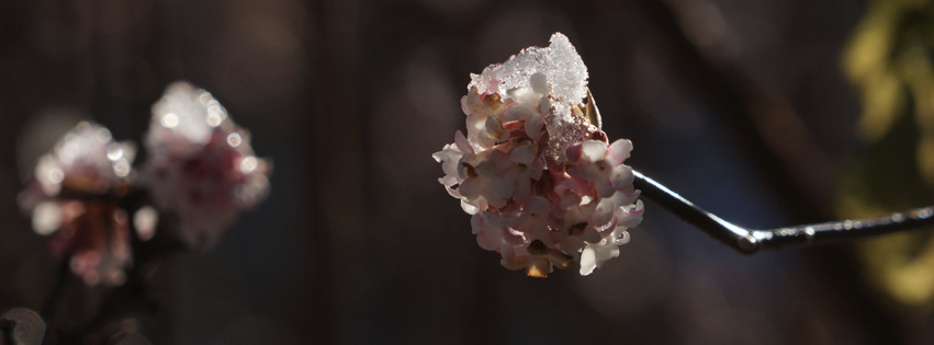 Winterblüte-Bodnant-Schneeball FB-Banner Winterblüte-Bodnant-Schneeball FB-Banner