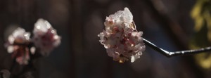 Winterblüte-Bodnant-Schneeball FB-Banner