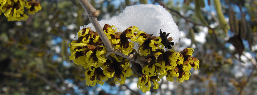 Zaubernuss mit Schneehäupchen FB-Banner Zaubernuss mit Schneehäupchen FB-Banner