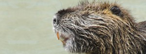 Nutria Portrait FB Banner Nutria Portrait FB Banner