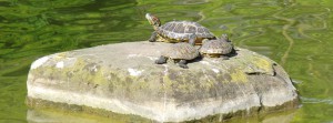 Rotwangenschildkröten FB Banner Rotwangenschildkröten FB Banner