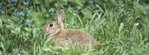Hase im Beet FB Banner Hase im Beet FB Banner