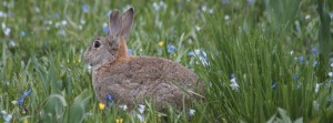 Hase in der Wiese FB Banner Hase in der Wiese FB Banner
