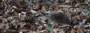 Igel im Frühjahr FB Banner Igel im Frühjahr FB Banner