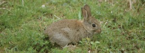 Junger Hase in der Wiese 1 FB Banner Junger Hase in der Wiese 1 FB Banner