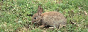 Junger Hase in der Wiese FB Banner Junger Hase in der Wiese FB Banner