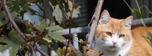 Katze auf Balkon FB Banner Katze auf Balkon FB Banner