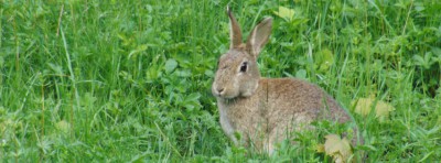  Facebook Titelbilder Tiere 851x315