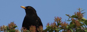 Amselblick FB Banner Amselblick FB Banner