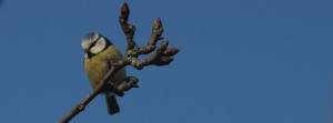 Blaumeise Fritzi 2 FB Banner Blaumeise Fritzi 2 FB Banner